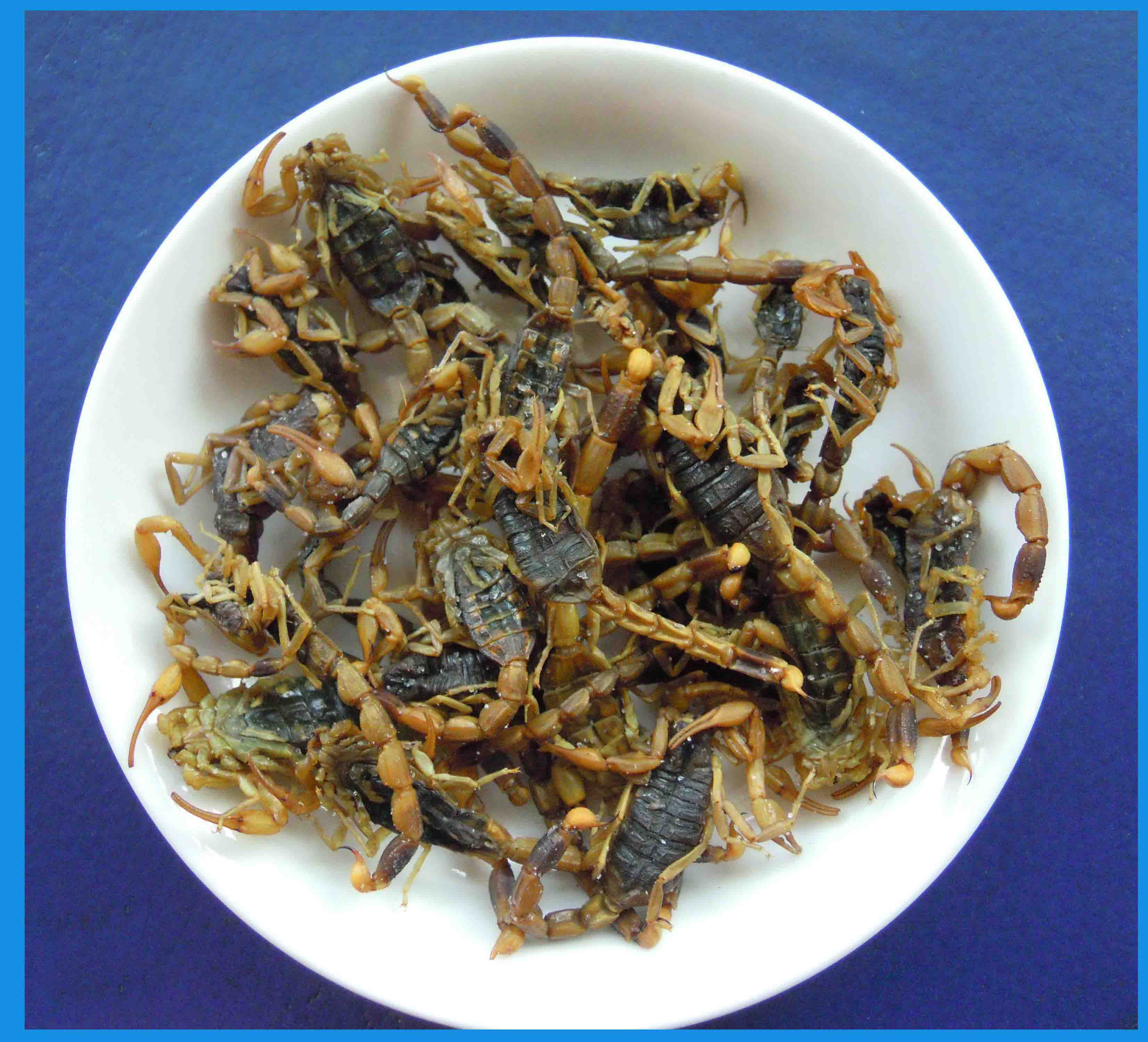 全虫副本.jpg 全虫副本.jpg