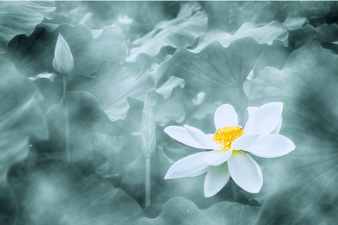 淡雅荷花-何元生摄影.jpg 淡雅荷花-何元生摄影.jpg