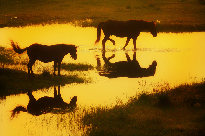 《形影不离》摄影 杨向阳15103751138.jpg 《形影不离》摄影 杨向阳15103751138.jpg