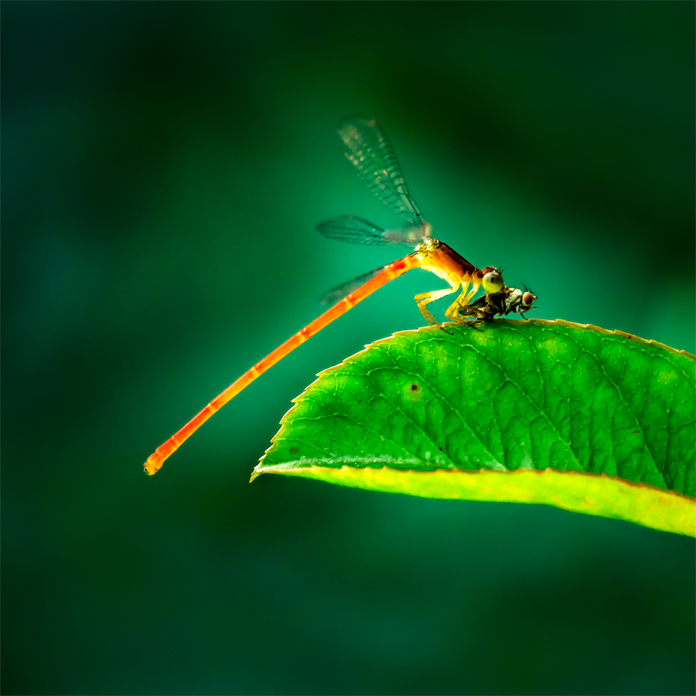 捕获-何元生摄影.jpg 捕获-何元生摄影.jpg