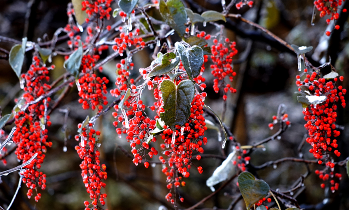 霜果红于二月花 摄影 李泓旻13937517777.jpg 霜果红于二月花 摄影 李泓旻13937517777.jpg