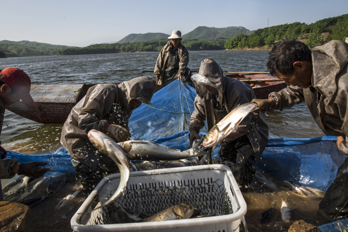 收获 摄影 郭东伟18637532185.jpg 收获 摄影 郭东伟18637532185.jpg