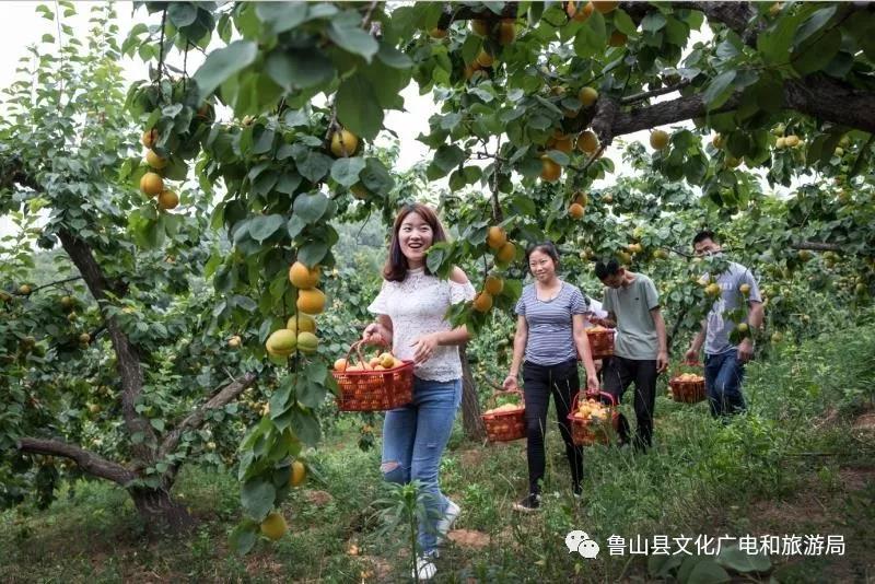 《杏儿熟了》摄影:郭东伟.jpg 《杏儿熟了》摄影:郭东伟.jpg