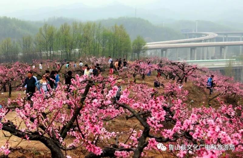 赏春摄影马进伟.jpg 赏春摄影马进伟.jpg