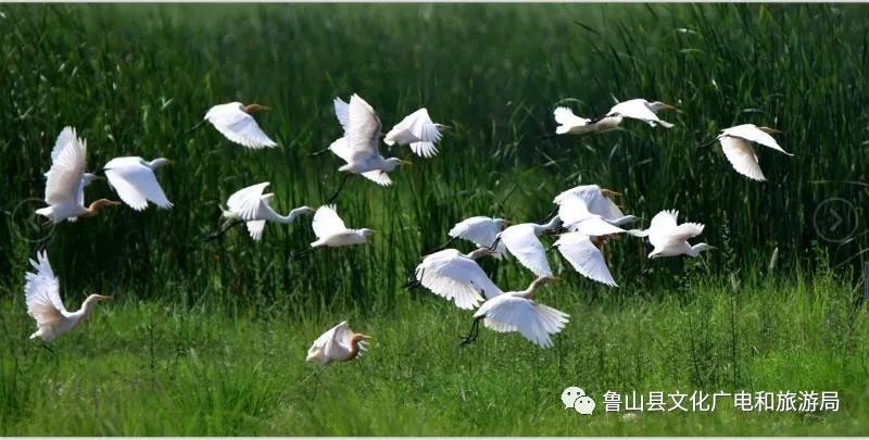 《自然之声》摄影:李泓旻.jpg 《自然之声》摄影:李泓旻.jpg