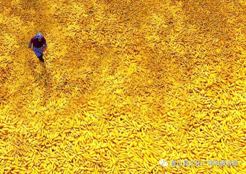 《金光大道》摄影:何进文.jpg 《金光大道》摄影:何进文.jpg