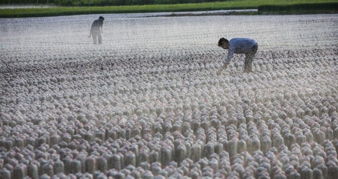 《地栽木耳》摄影:郭东伟.jpg 《地栽木耳》摄影:郭东伟.jpg