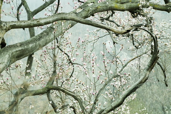 王建中《春》 (2).jpg 王建中《春》 (2).jpg