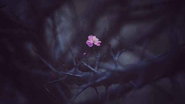 《红梅报春》杨留建 19937575252.jpg 《红梅报春》杨留建 19937575252.jpg