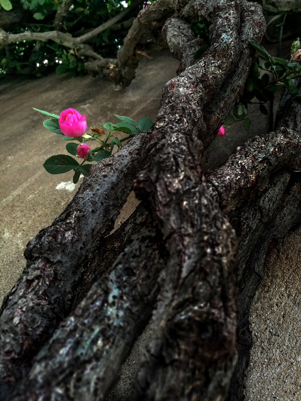 《枯藤逢春 》2019年4月30日西常庄(1)张大巍.jpg 《枯藤逢春 》2019年4月30日西常庄(1)张大巍.jpg