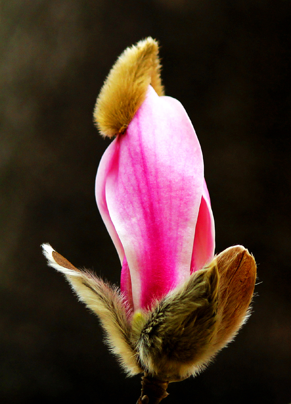 作品名称:《玉兰报春》、作者:张宝富、13703756599、通讯地址:平顶山市区、拍摄地点:团城乡jpg.jpg 作品名称:《玉兰报春》、作者:张宝富、13703756599、通讯地址:平顶山市区、拍摄地点:团城乡jpg.jpg