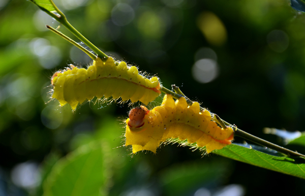 杨向阳春醒 (3).jpg 杨向阳春醒 (3).jpg