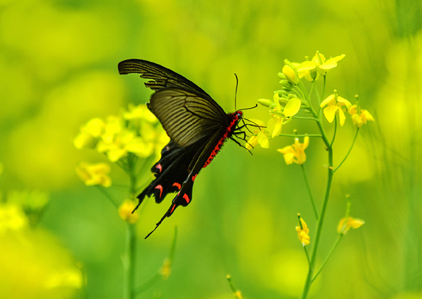 杨向阳春醒 (4).jpg 杨向阳春醒 (4).jpg