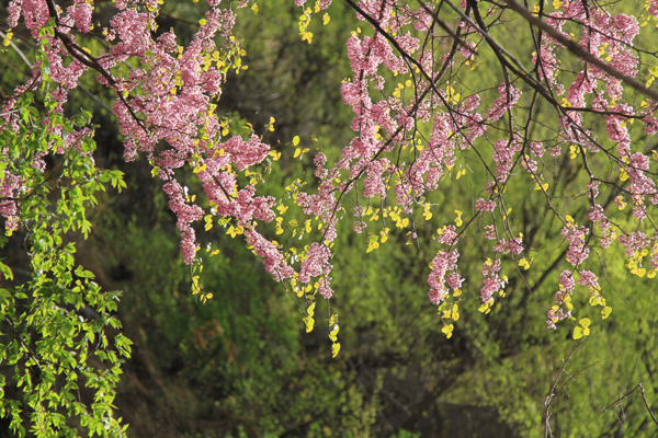 尧山紫荆 尹红岩 13949453733 (9).jpg 尧山紫荆 尹红岩 13949453733 (9).jpg