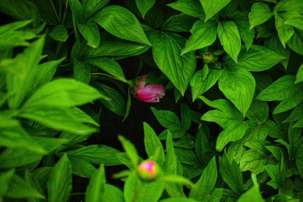 羞涩的花朵陈鹏.jpeg 羞涩的花朵陈鹏.jpeg