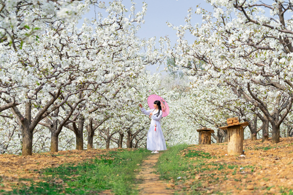 梨花盛开报春来-何元生摄影.jpg 梨花盛开报春来-何元生摄影.jpg