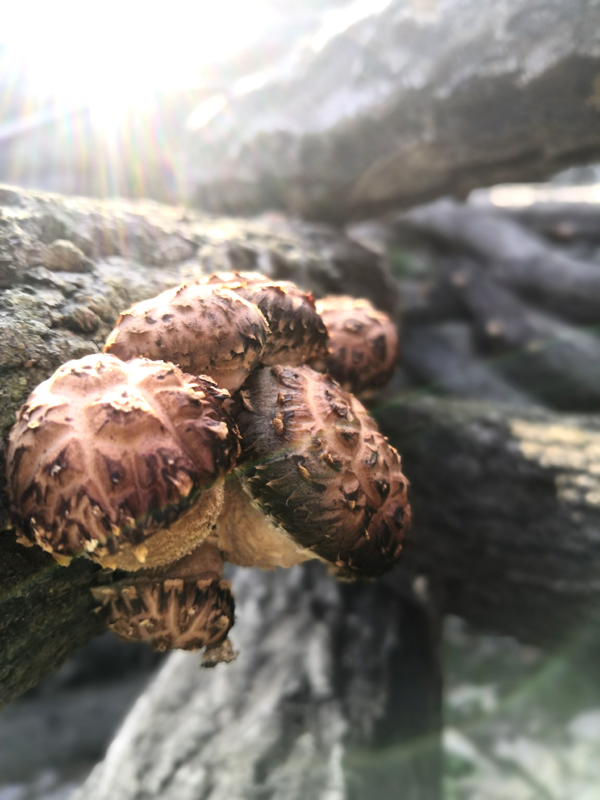 花菇李方敏.jpg 花菇李方敏.jpg