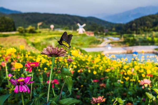 尧山花海(组照)-3何进文.jpg 尧山花海(组照)-3何进文.jpg