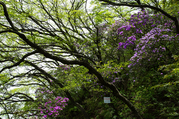 杜鹃花开 王彩霞 摄.jpg 杜鹃花开 王彩霞 摄.jpg