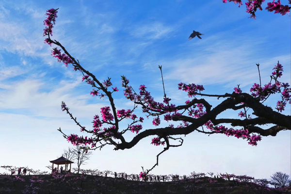 桃花开了 王彩霞 摄.jpg 桃花开了 王彩霞 摄.jpg