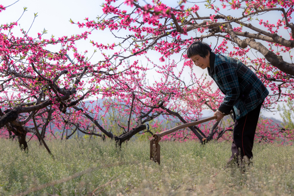 桃花园 王彩霞 摄.jpg 桃花园 王彩霞 摄.jpg
