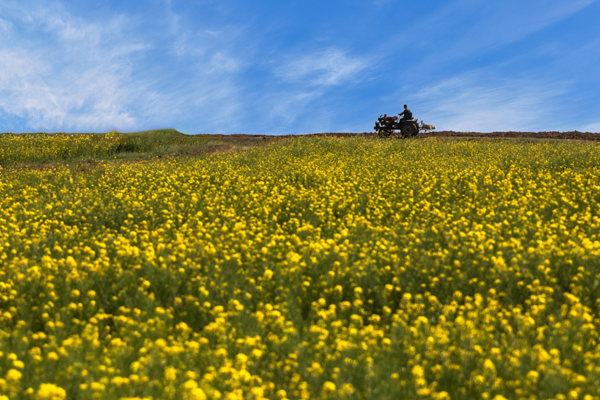 希望的田野 王彩霞 摄.jpg 希望的田野 王彩霞 摄.jpg