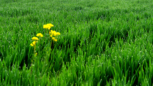 《春醒》李军军.jpg 《春醒》李军军.jpg