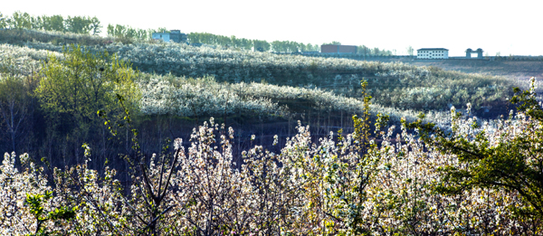 《梨花如雪 》2019年3月30日鲁山鲁松口 (1).jpg 《梨花如雪 》2019年3月30日鲁山鲁松口 (1).jpg
