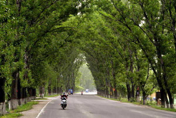 《林荫大道》李涛13503415957 .jpg 《林荫大道》李涛13503415957 .jpg