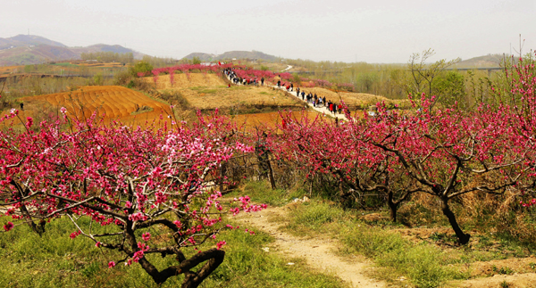 作品名称:《桃花开游人来》、作者:张宝富、13703756599、通讯地址:平顶山市区、拍摄地点:张良镇.jpg 作品名称:《桃花开游人来》、作者:张宝富、13703756599、通讯地址:平顶山市区、拍摄地点:张良镇.jpg