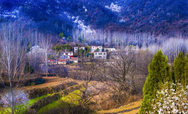 《冬去春来花满山》:鲁山县团城乡寺沟村玉兰开放。作者:李德强 13503873269 南召县县委办公室.jpg 《冬去春来花满山》:鲁山县团城乡寺沟村玉兰开放。作者:李德强 13503873269 南召县县委办公室.jpg