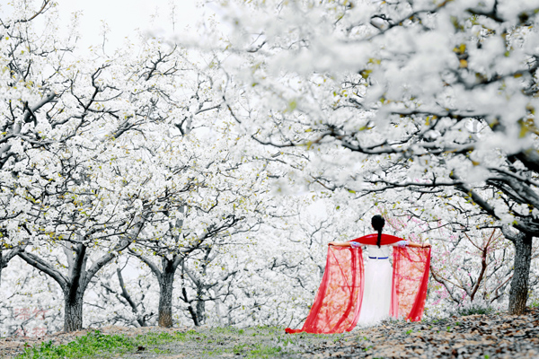 《梨花颂 》作者:王培钰 电话:15637553098.jpg 《梨花颂 》作者:王培钰 电话:15637553098.jpg