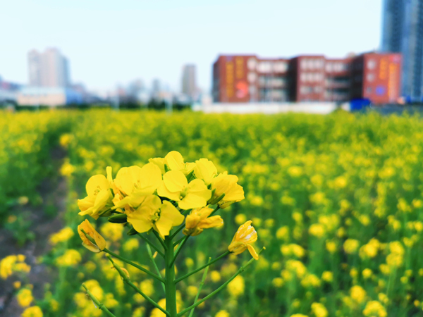 杨天增 (1).jpg 杨天增 (1).jpg