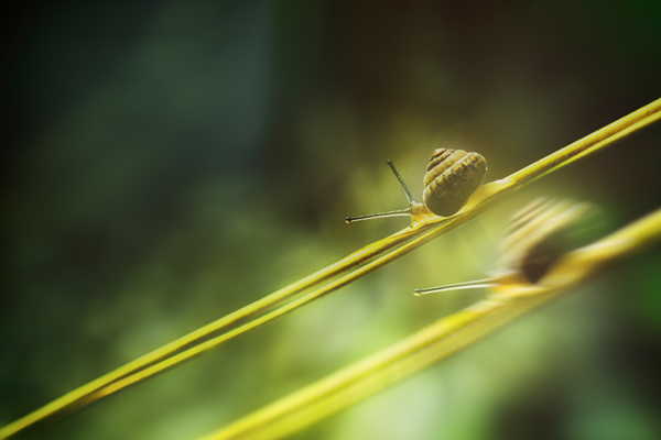 追赶-何元生摄影.jpg 追赶-何元生摄影.jpg