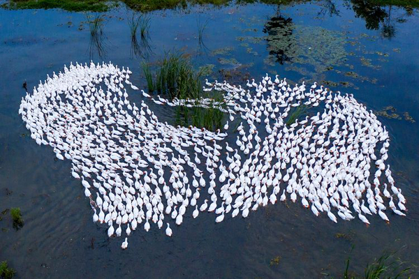 戏水何进文.jpg 戏水何进文.jpg