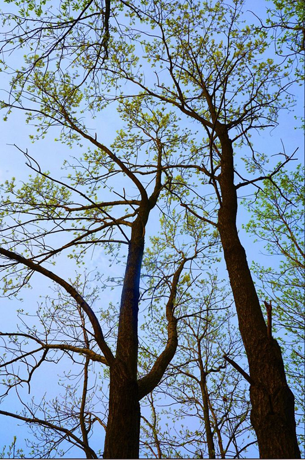 《傍榜树》黄岩.jpg 《傍榜树》黄岩.jpg