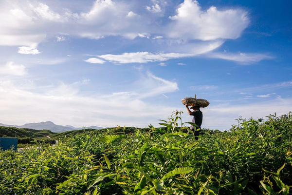 养蚕人梁海斌.jpg 养蚕人梁海斌.jpg