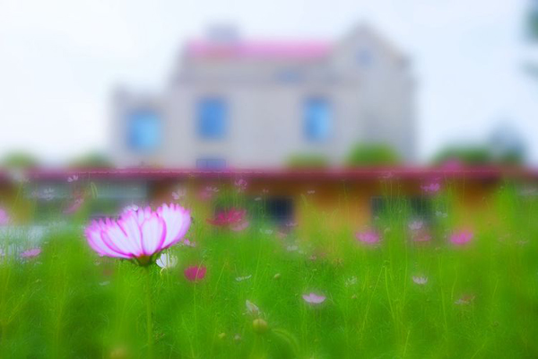 格桑花朱慧娜.jpg 格桑花朱慧娜.jpg