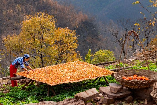 何元生《晒秋》.jpg 何元生《晒秋》.jpg