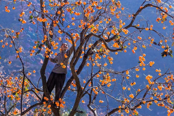 何元生《柿子熟了》.jpg 何元生《柿子熟了》.jpg