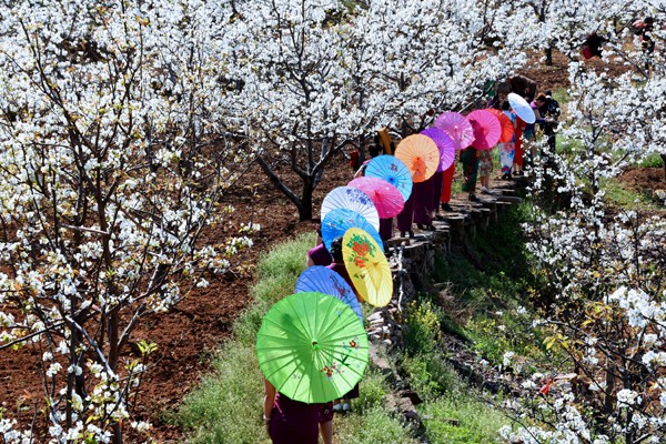 《梨园春》郭东亮13303903932,2017年4月1日上午拍摄于鲁山一梨园.jpg 《梨园春》郭东亮13303903932,2017年4月1日上午拍摄于鲁山一梨园.jpg