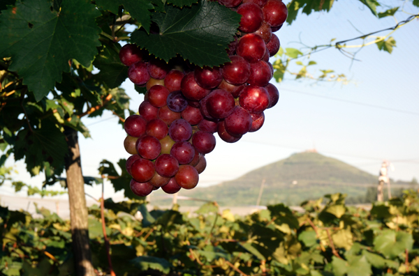 马进伟2.jpg 马进伟2.jpg