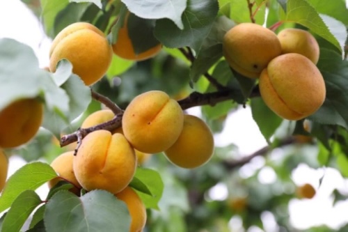 _cgi-bin_mmwebwx-bin_webwxgetmsgimg__&MsgID=4979230182448995260&skey=@crypt_22ca05ac_646293b594341bc5ec8c57da59ffb350&mmweb_appid=wx_webfilehelper.jpg _cgi-bin_mmwebwx-bin_webwxgetmsgimg__&MsgID=4979230182448995260&skey=@crypt_22ca05ac_646293b594341bc5ec8c57da59ffb350&mmweb_appid=wx_webfilehelper.jpg